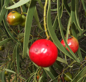 Santalum acuminatum