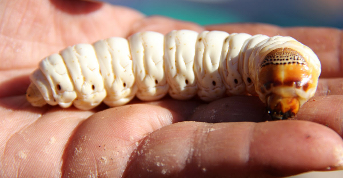 Witchetty grub